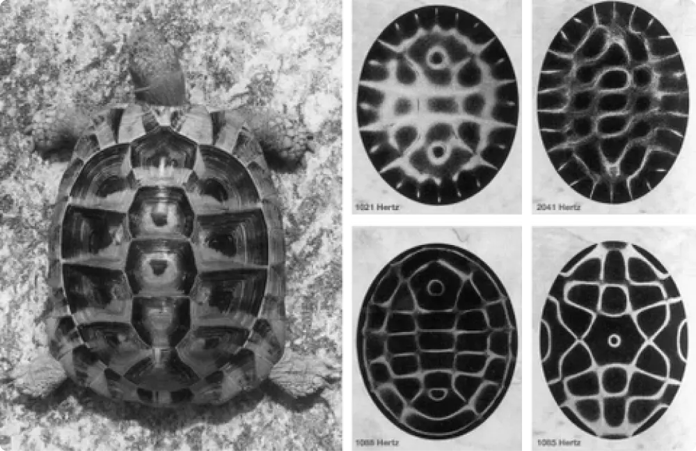 Cymatics in Nature - Turtle Shell