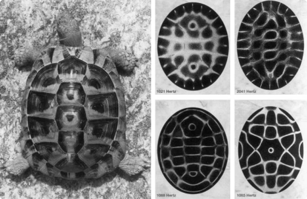 Cymatics in Nature - Turtle Shell